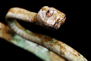 Bolsheglase ulitkoe - snake-eater puhatestűek